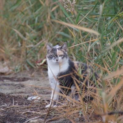 Nature Animaux Fleurs