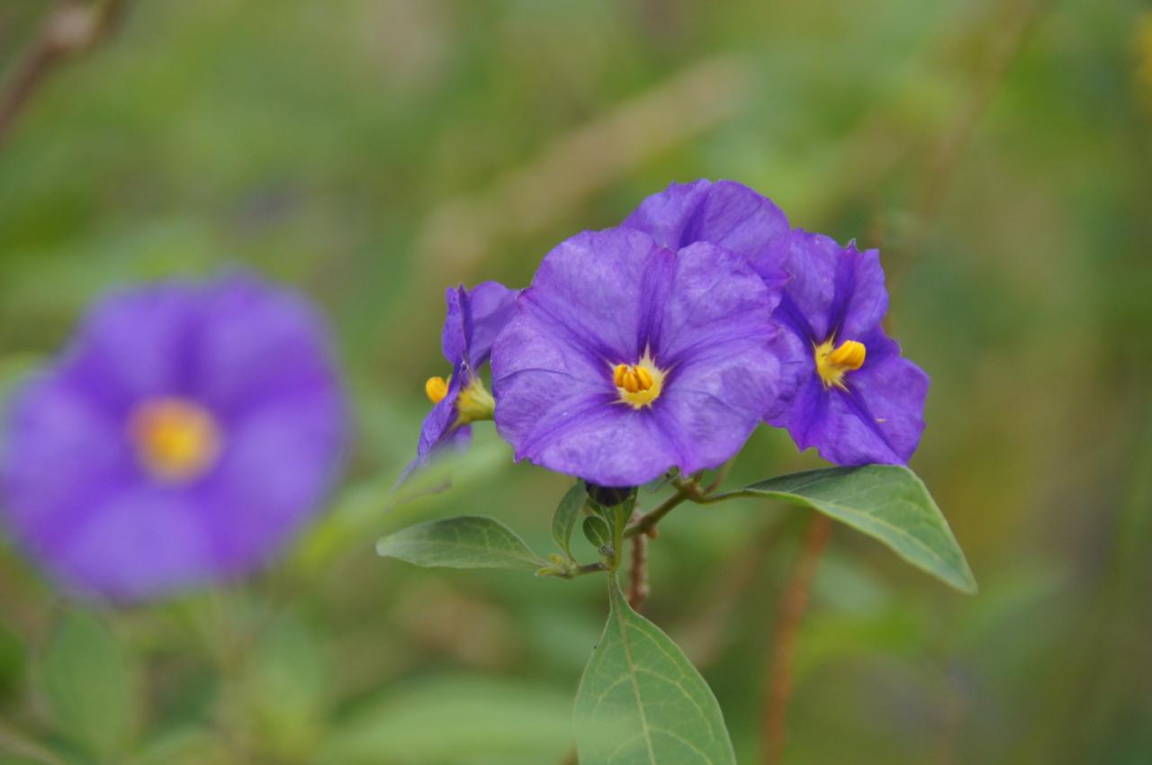 FLEURS (1)_