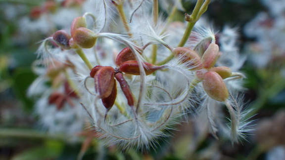 FLEUR DE MONTAGNE